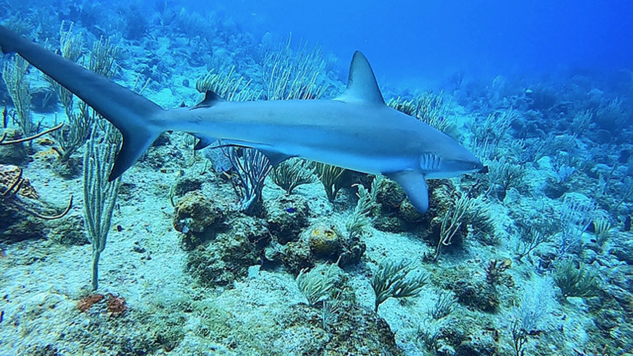 Shark on the reef